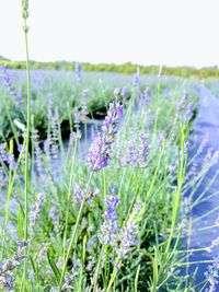 Close-up of flowers blooming on field