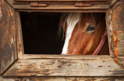 Portrait of horse in stable seen through window