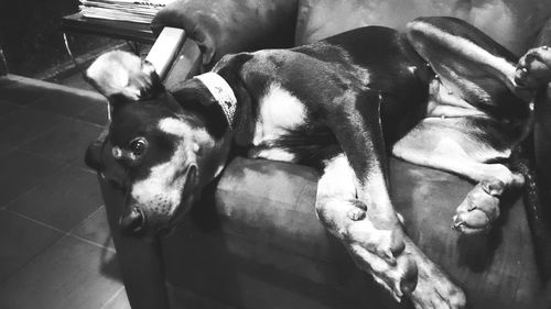 High angle view of dog resting on floor at home