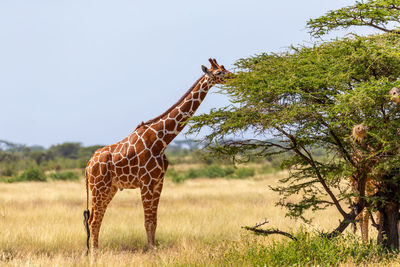 Giraffe in a field