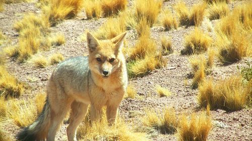 Fox amidst bushes in field