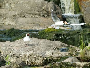 Seagull flying over rocks