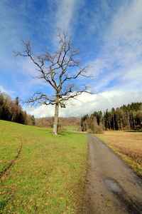 Road amidst bare trees on field against sky