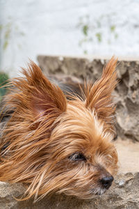 Close-up of dog