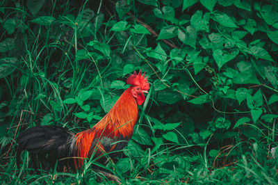 View of a bird on field