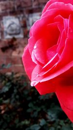 Close-up of raindrops on pink rose blooming outdoors