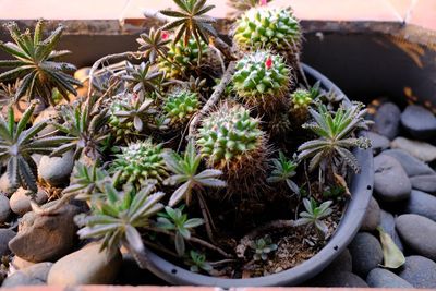 High angle view of potted plants