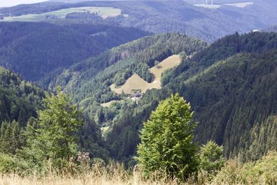 High angle view of pine trees in forest