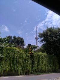Trees in city against sky