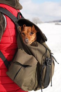 Dog in backpack in front  of snow covered landscape during winter