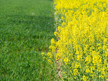 Yellow flowers on field