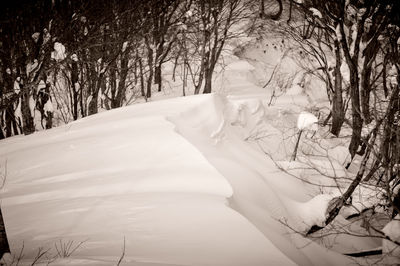 Bare trees on snow covered landscape