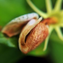 Close-up of plant against blurred background