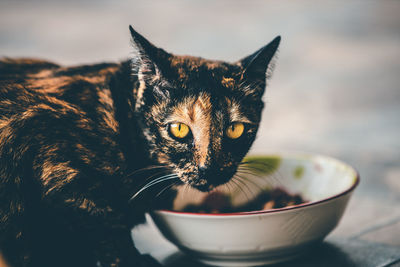 Close-up portrait of a cat