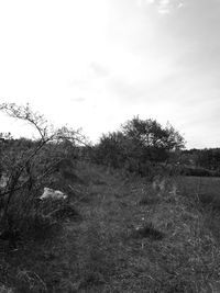 Trees on field against sky