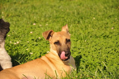 Portrait of a dog on field