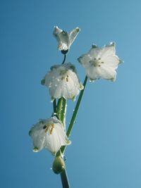 Close-up of white flowers blooming against blue background