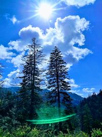 Scenic view of forest against bright sun