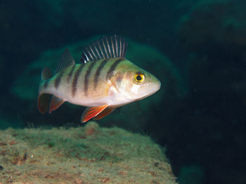 Close-up of a perch fish swimming in a lake