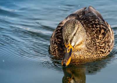 Duck swimming in lake