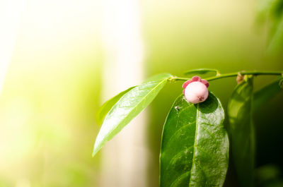 Close-up of plant