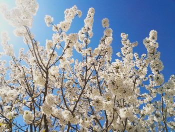 Low angle view of white flowers against blue sky
