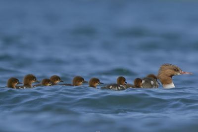 View of ducks swimming in lake