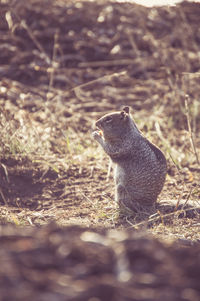 Side view of squirrel rearing up on field