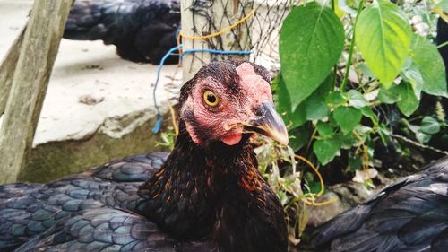 Close-up of a bird