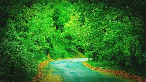 Road amidst trees in forest