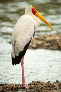 Yellow-billed stork stands in profile by shallows