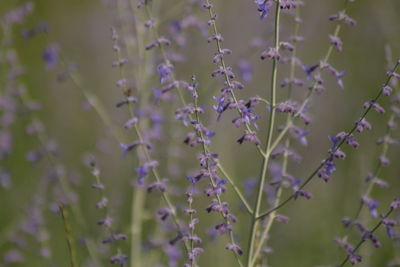 Close-up of purple flowering plants