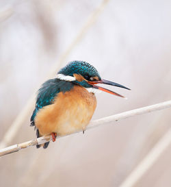 Close-up of bird perching on branch