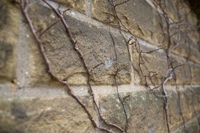 Close-up of tree trunk