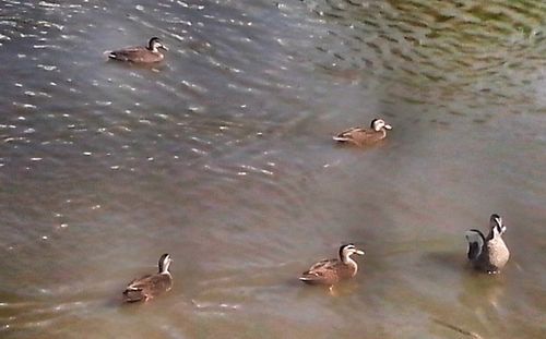 Ducks swimming in lake