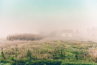 Scenic view of agricultural field against sky