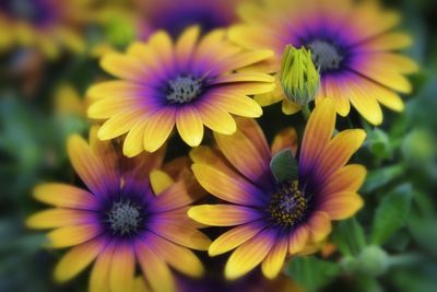 Close-up of purple flowering plants