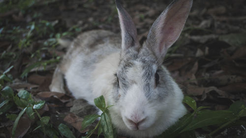 Close-up of a rabbit on field