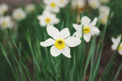 Close-up of white flowering plant