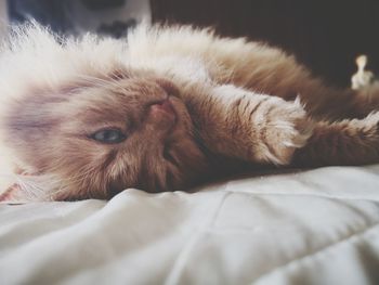 Close-up of cat lying on bed