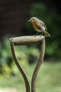 Close-up of bird perching on wood