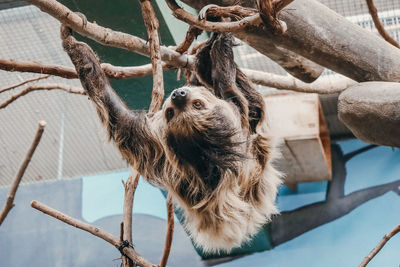 Smithsonian national zoo