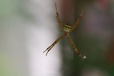 Close-up of spider