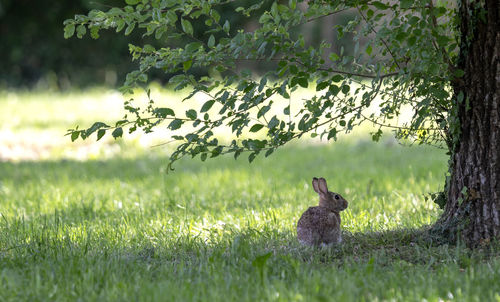 View of a rabbit on field