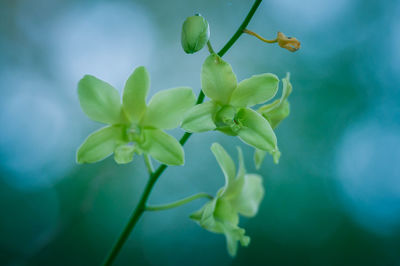Close-up of flowering plant