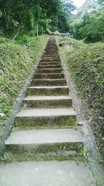 Footpath amidst trees