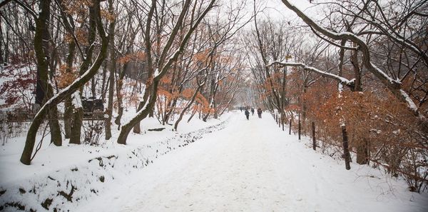 Bare trees on snow covered landscape