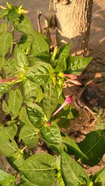 Close-up of fresh green plant