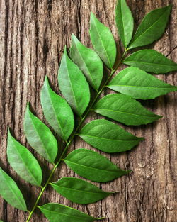 Close-up of green leaves on tree trunk