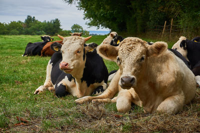 View of cows on field